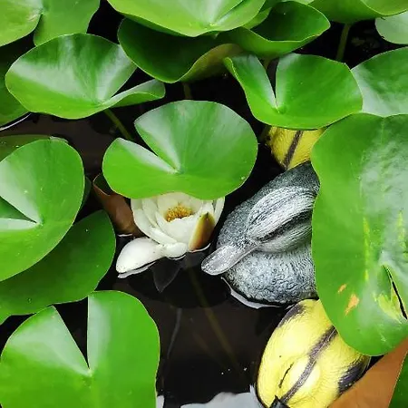 Casa de hóspedes снежа/ Snezha *