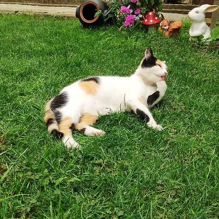 снежа/ Snezha Affittacamere Obzor