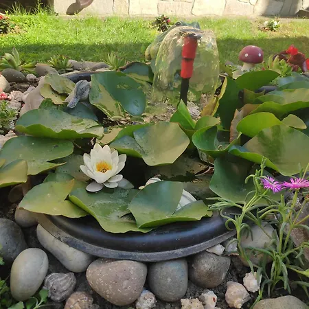 снежа/ Snezha Affittacamere *